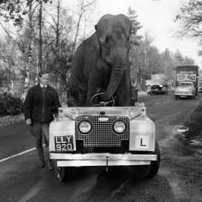 Kam the Elephant and his Land Rover Kam the Elephant and his Land Rover