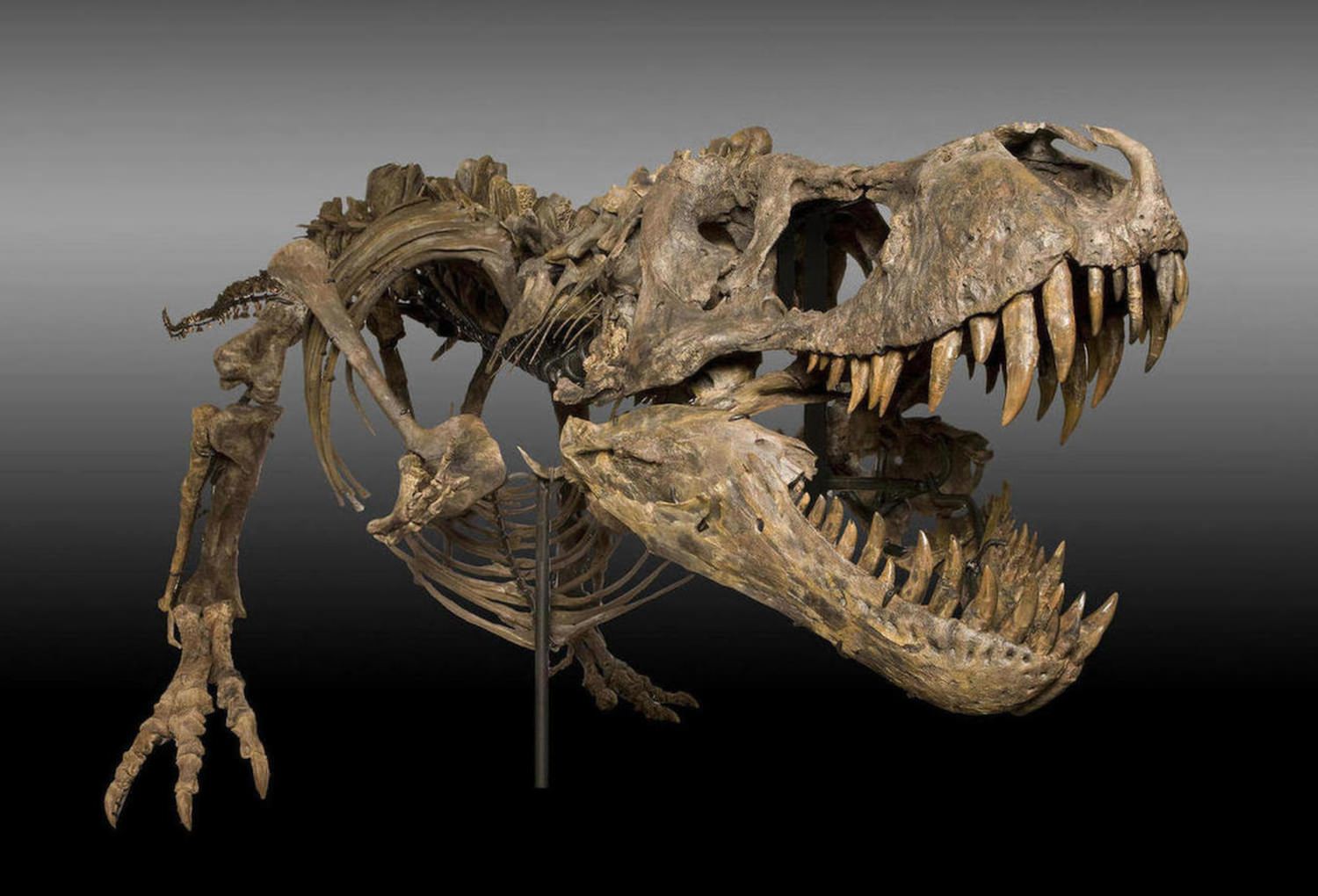 actual dinosaur skeleton