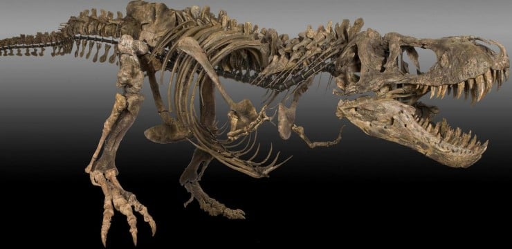 world's first complete t rex skeleton