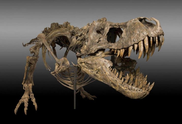 first full t rex skeleton