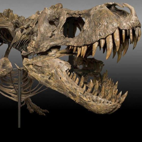 titus t rex skeleton