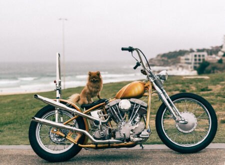 Dog on Motorcycle