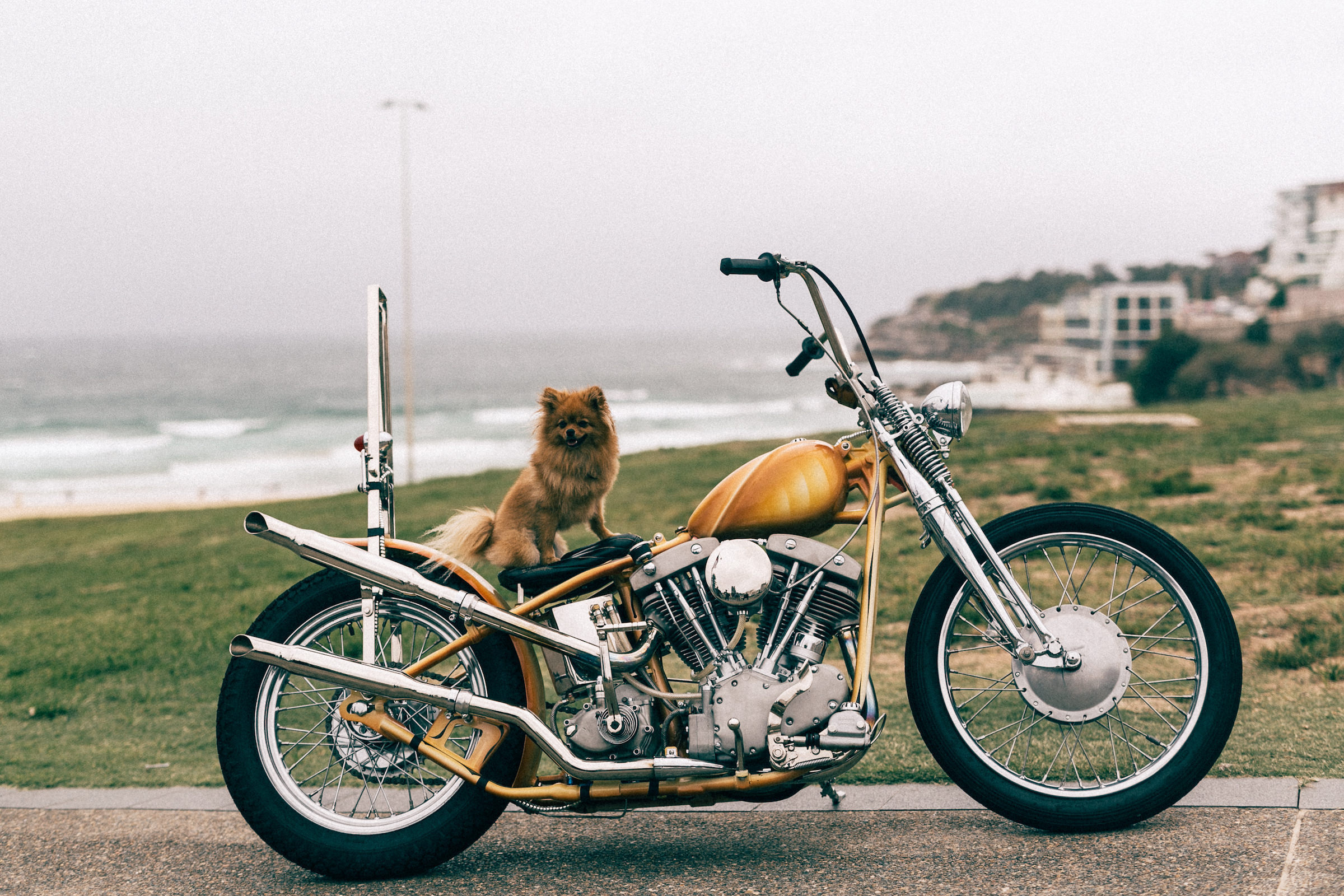 Dog on Motorcycle