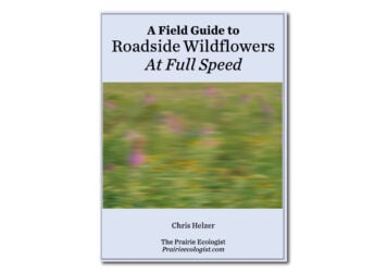 A Field Guide to Roadside Wildflowers At Full Speed