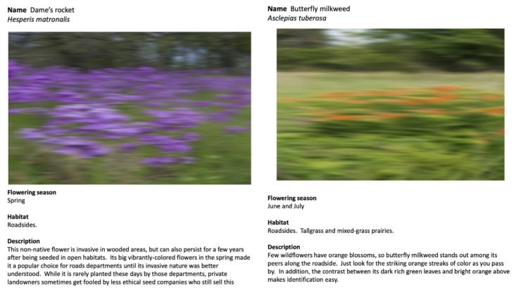 A Field Guide to Roadside Wildflowers At Full Speed Collage 2